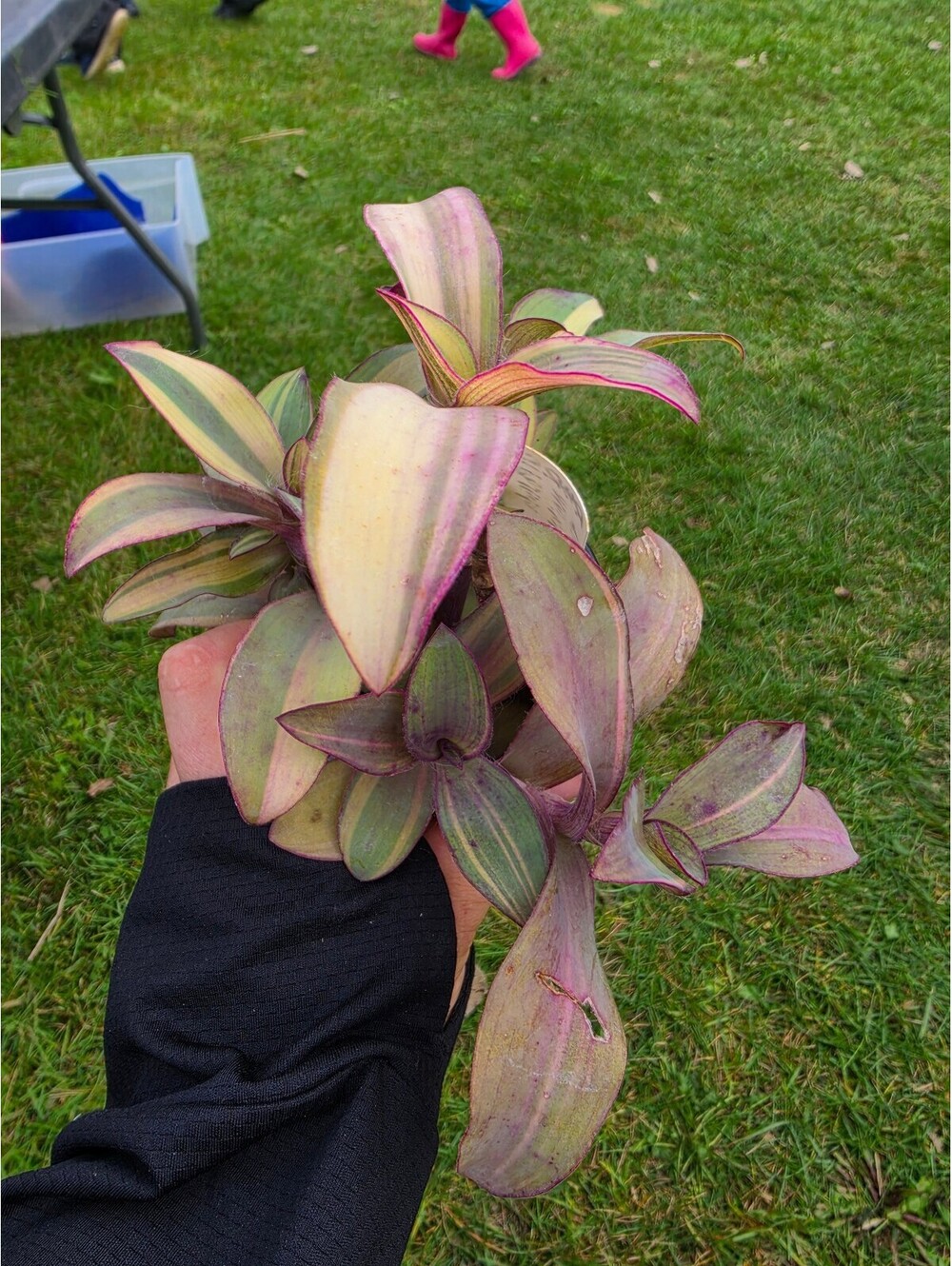 LIVE PLANT: Pallida Marley Tradescantia